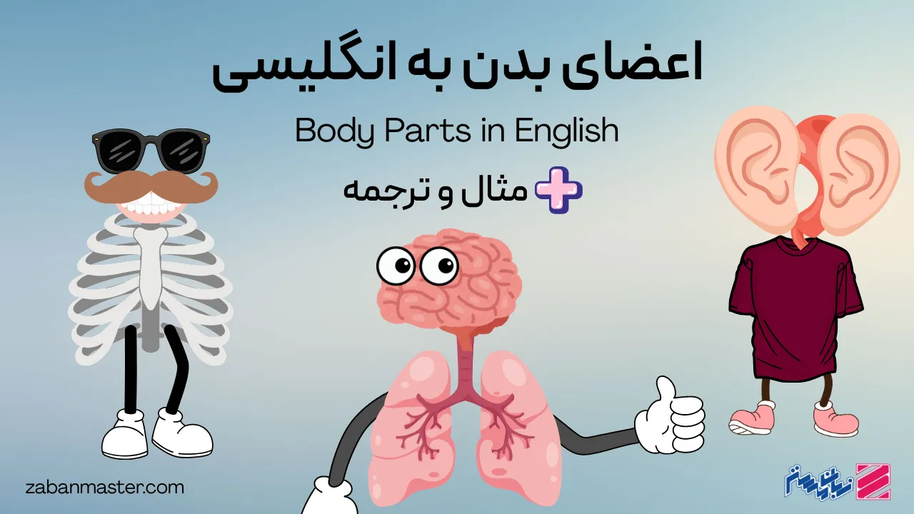 لیست کامل اعضای بدن به انگلیسی + مثال و ترجمه